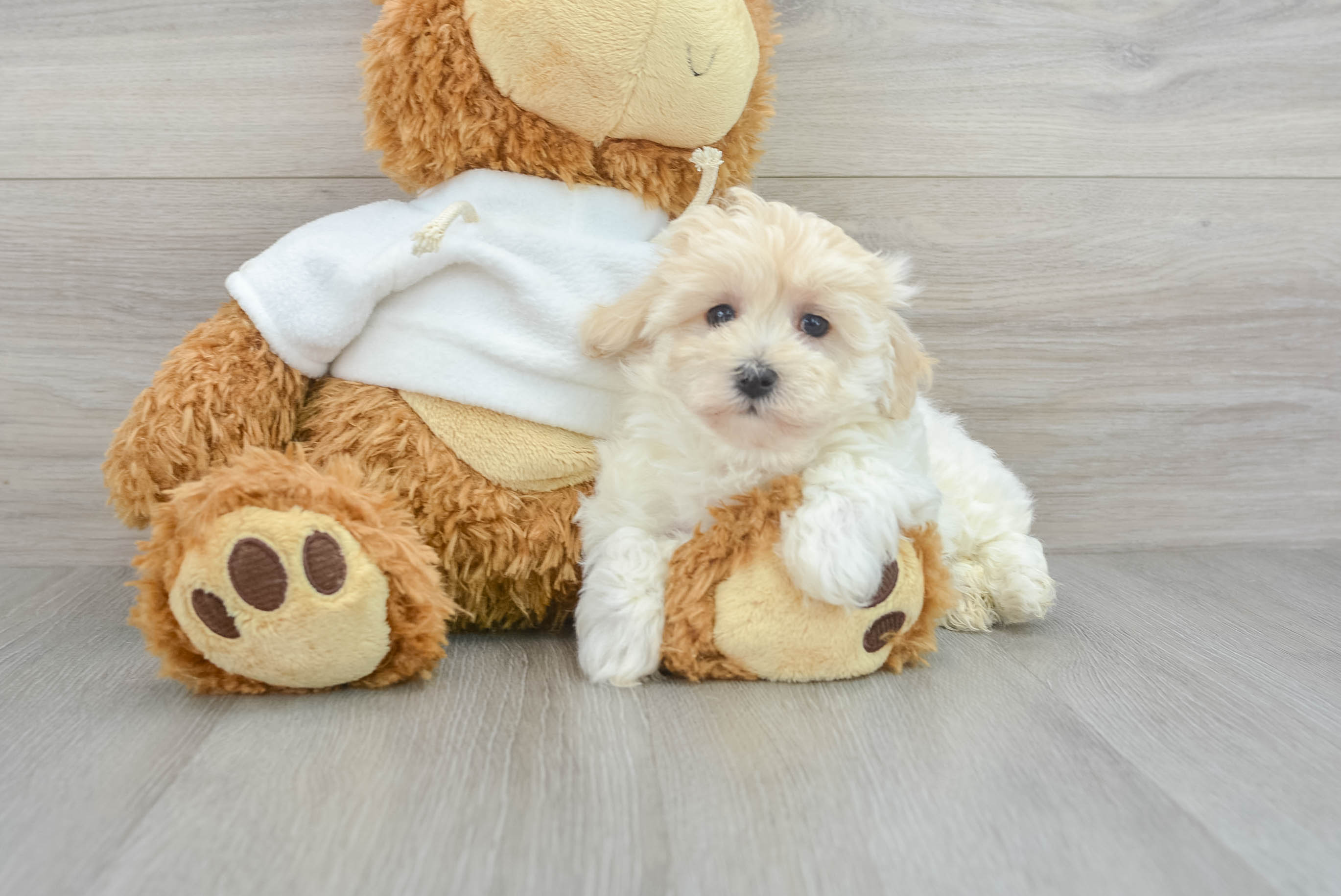 Maltipoo Pup Being Cute
