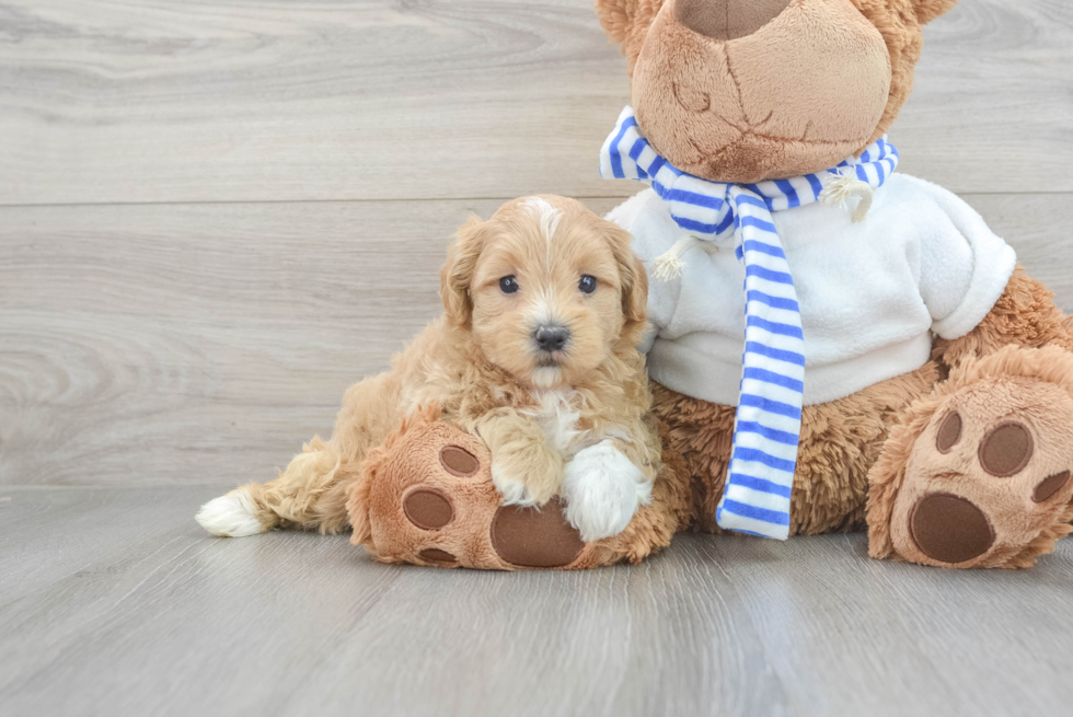 Small Maltipoo Baby