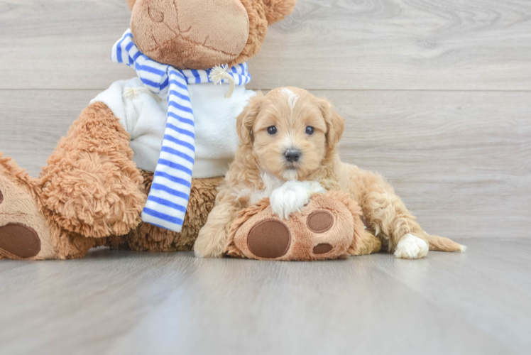 Best Maltipoo Baby