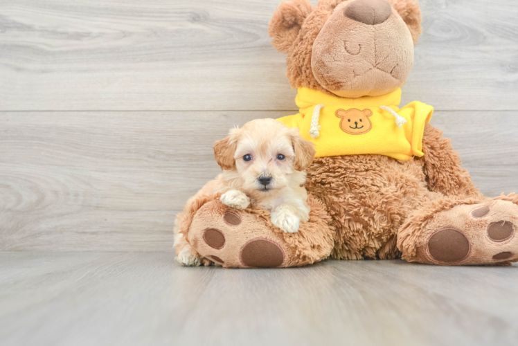 Fluffy Maltipoo Poodle Mix Pup