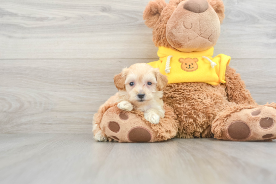 Fluffy Maltipoo Poodle Mix Pup