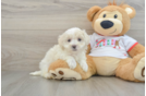 Happy Maltipoo Baby