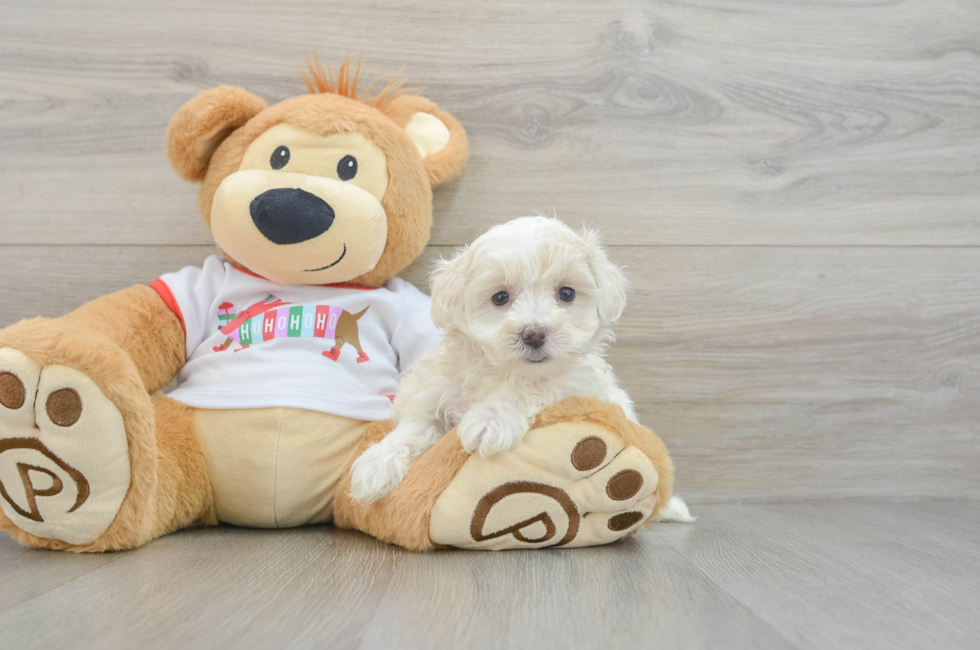 6 week old Maltipoo Puppy For Sale - Premier Pups