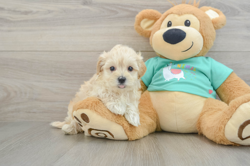 5 week old Maltipoo Puppy For Sale - Premier Pups