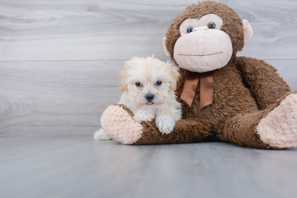 Maltipoo Puppy for Adoption