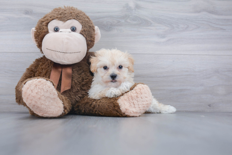 Sweet Maltipoo Baby