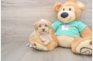 Little Moodle Poodle Mix Puppy