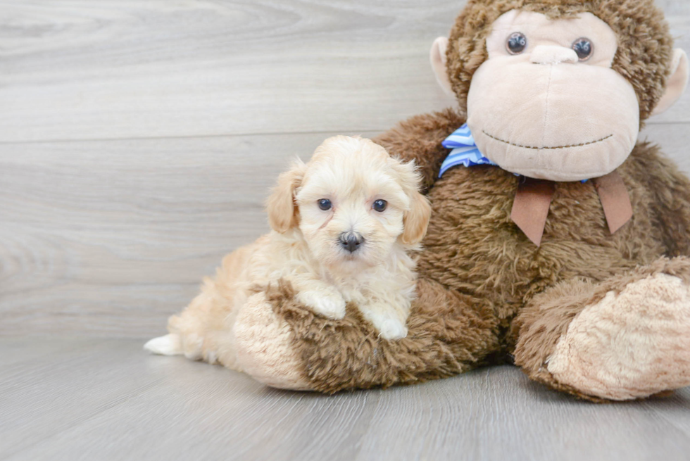 Cute Maltipoo Baby