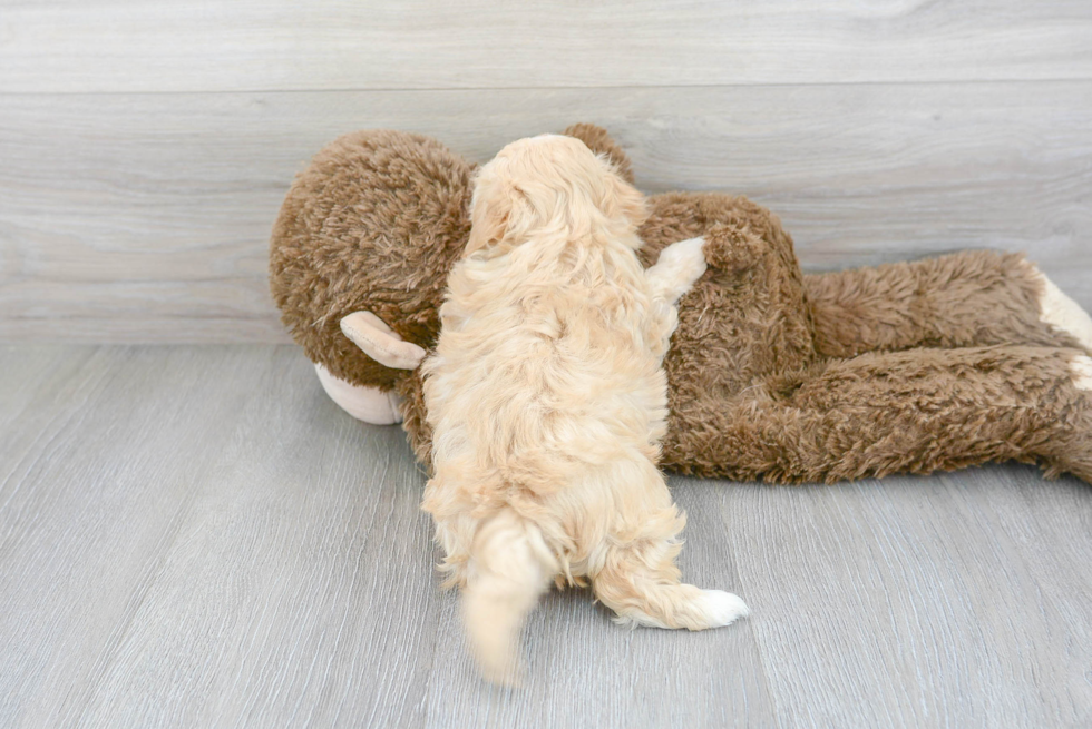 Maltipoo Pup Being Cute