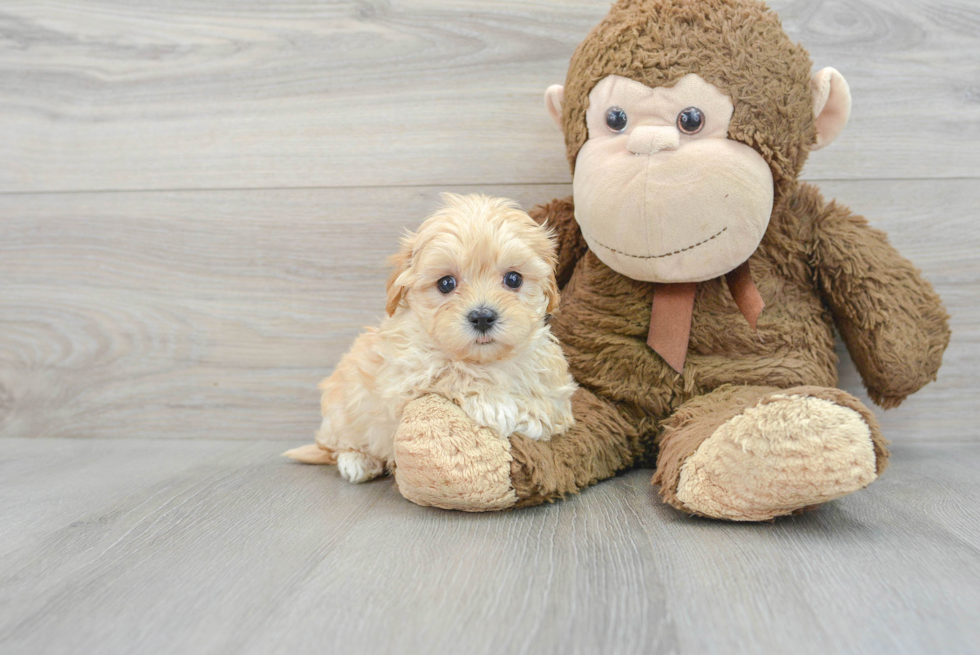 Sweet Maltipoo Baby