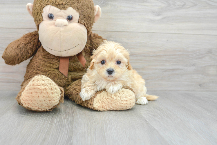 Best Maltipoo Baby