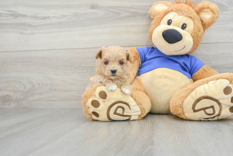 Meet Merrick - our Maltipoo Puppy Photo 1/3 - Premier Pups