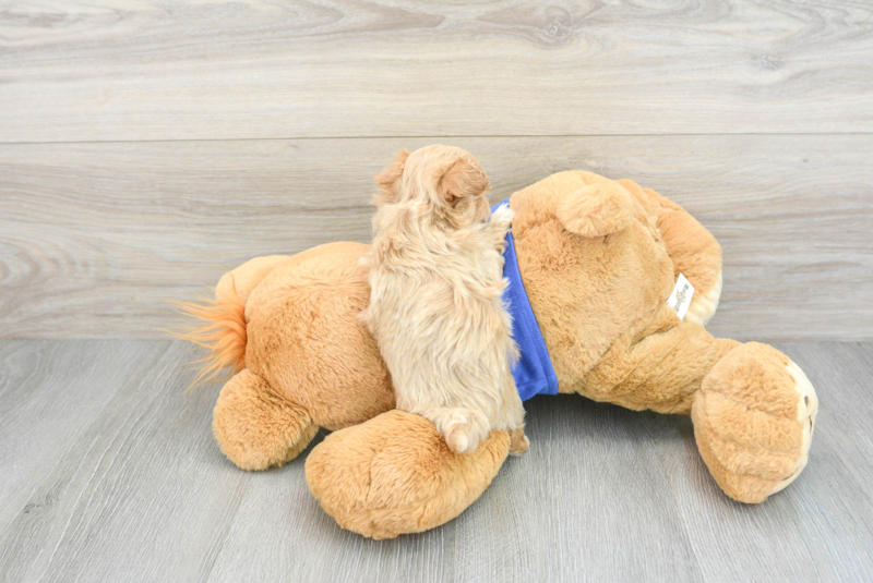 Meet Merrick - our Maltipoo Puppy Photo 2/3 - Premier Pups