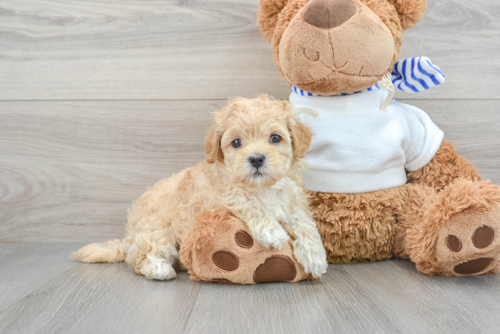 Happy Maltipoo Baby