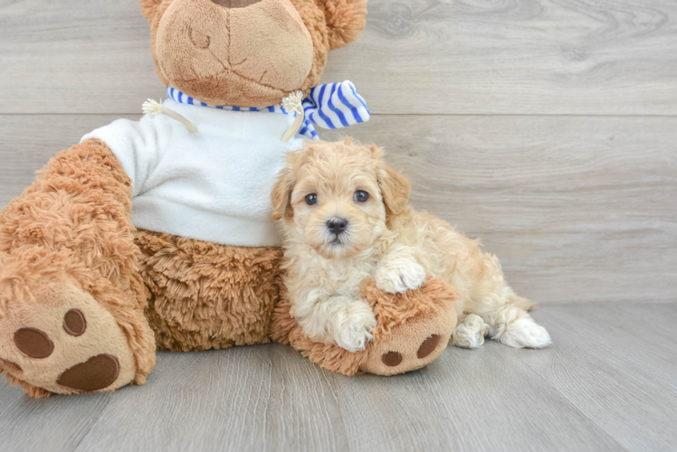 Happy Maltipoo Baby