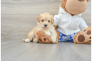 Little Maltepoo Poodle Mix Puppy