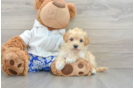 Maltipoo Puppy for Adoption