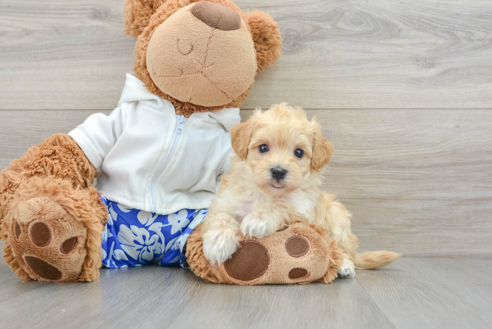 Maltipoo Puppy for Adoption