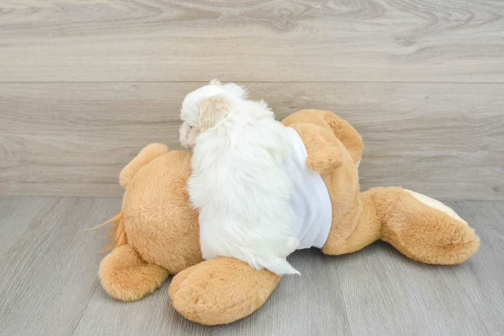 Maltipoo Pup Being Cute