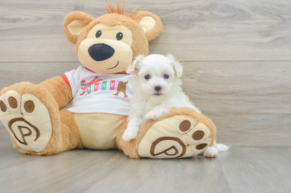 6 week old Maltipoo Puppy For Sale - Premier Pups