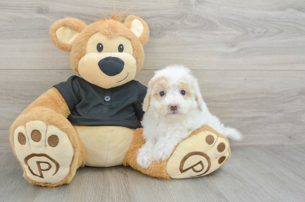 5 week old Maltipoo Puppy For Sale - Premier Pups