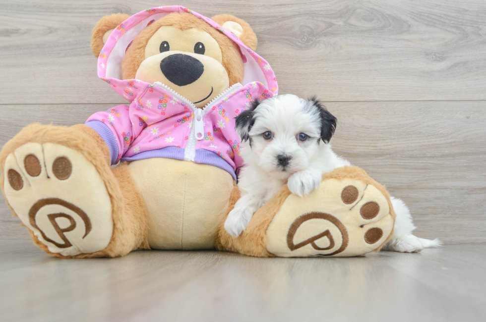 5 week old Maltipoo Puppy For Sale - Premier Pups