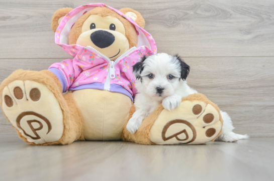 Maltipoo Puppy for Adoption