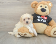 9 week old Maltipoo Puppy For Sale - Premier Pups