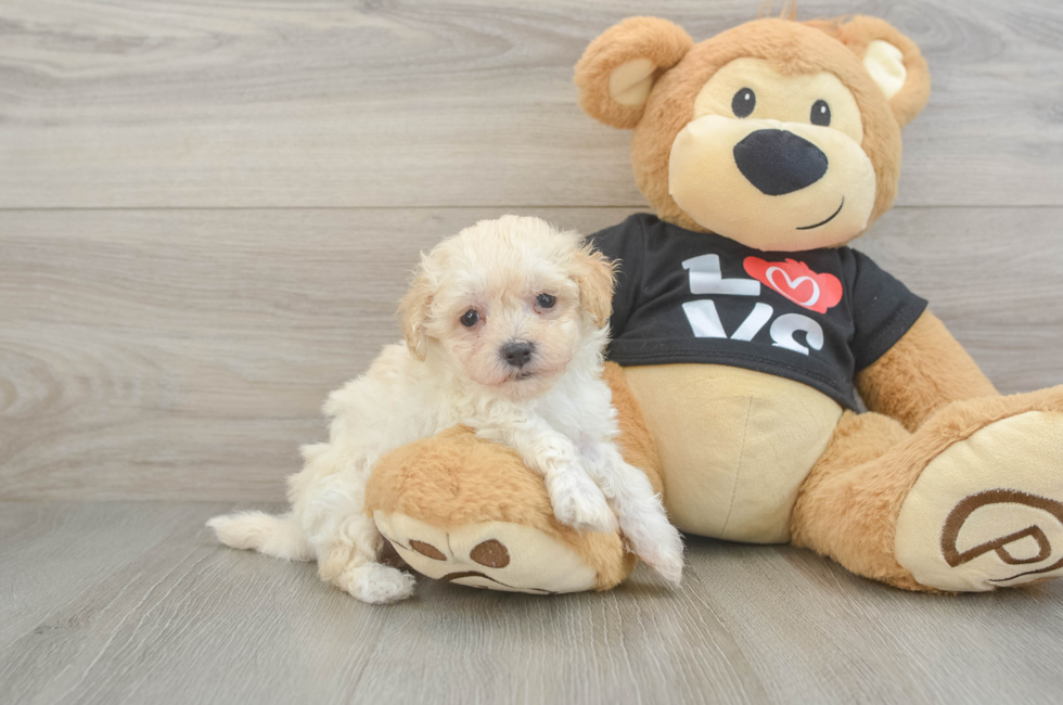 6 week old Maltipoo Puppy For Sale - Premier Pups