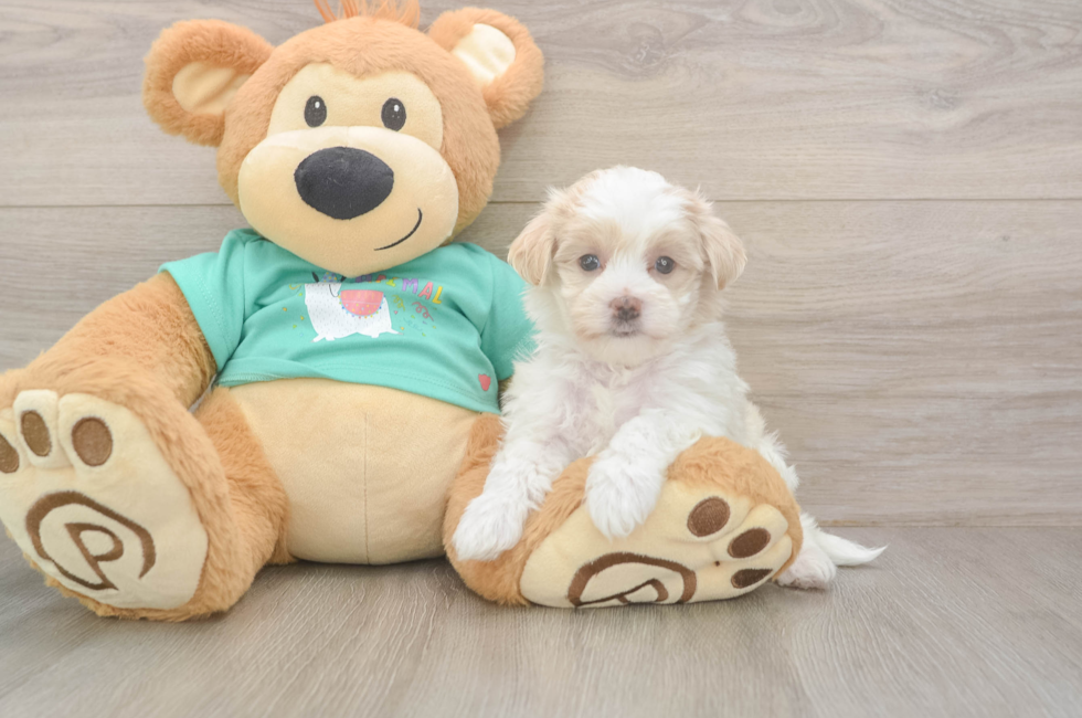 5 week old Maltipoo Puppy For Sale - Premier Pups