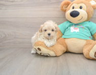 8 week old Maltipoo Puppy For Sale - Premier Pups