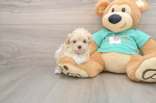 Maltipoo Pup Being Cute