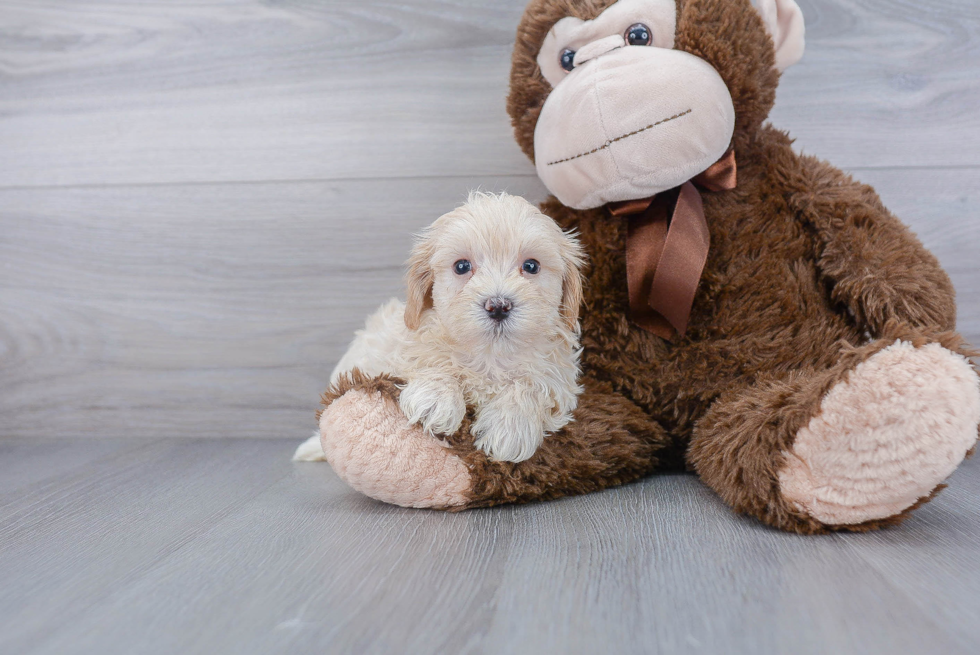 Funny Maltipoo Poodle Mix Pup