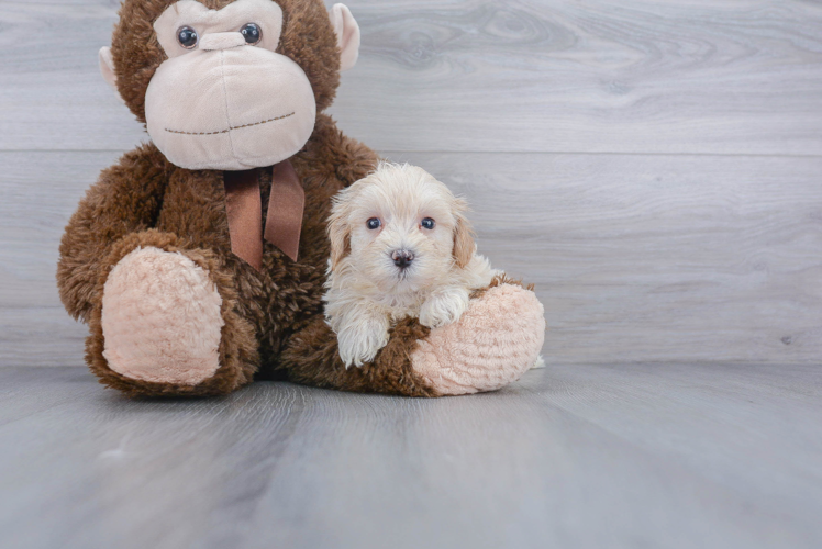 Cute Maltipoo Baby