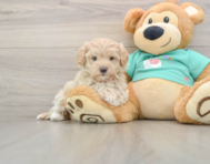 9 week old Maltipoo Puppy For Sale - Premier Pups