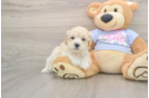 Happy Maltipoo Baby