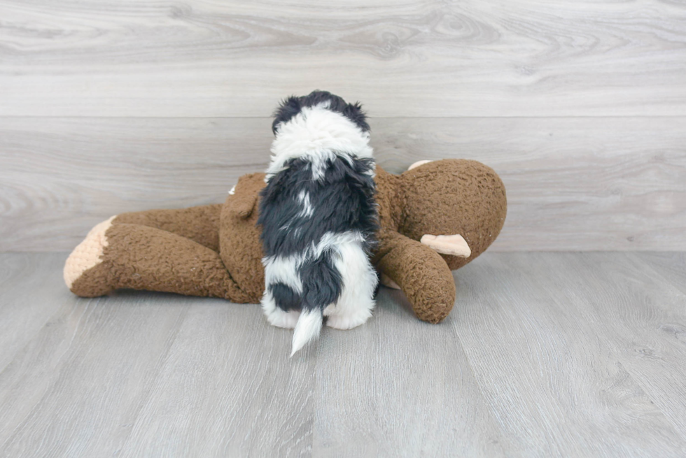 Little Maltepoo Poodle Mix Puppy