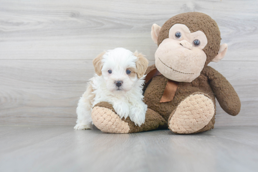 Friendly Maltipoo Baby