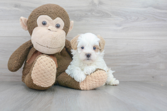 Best Maltipoo Baby