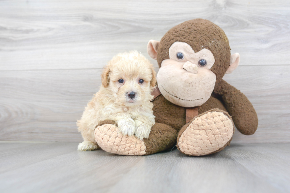 Little Maltese Poodle Poodle Mix Puppy