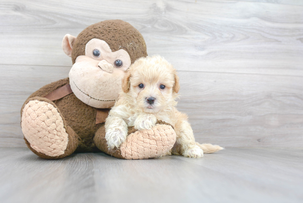 Maltipoo Puppy for Adoption