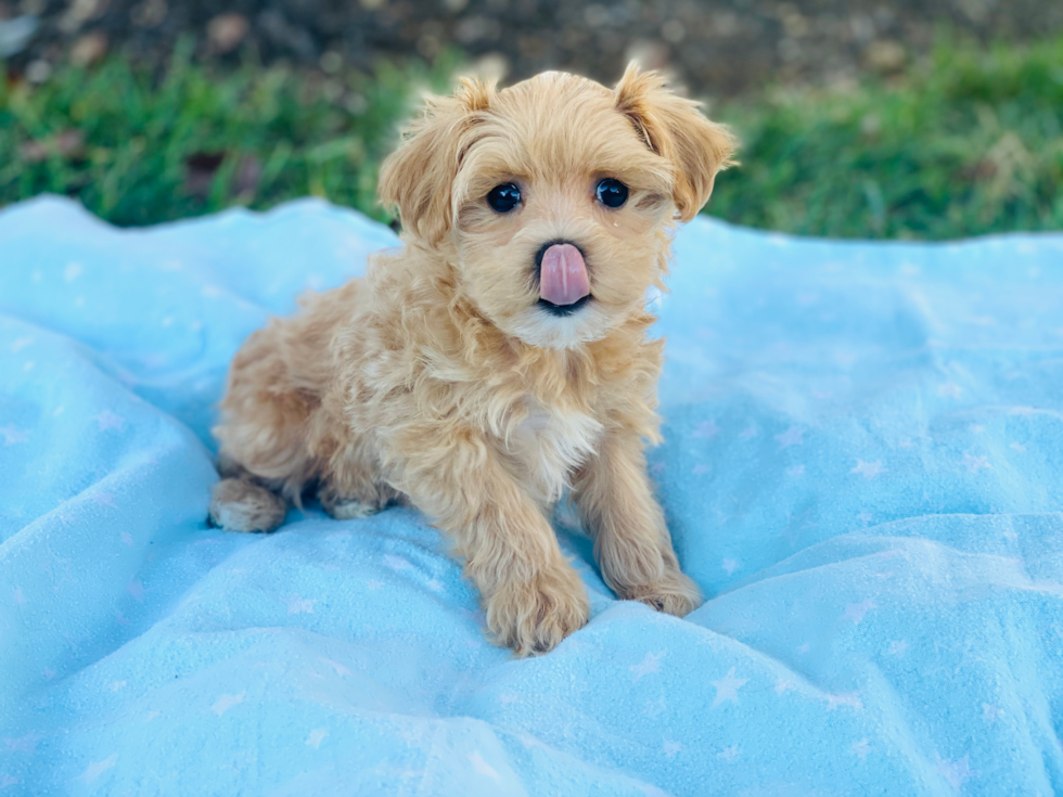 Best Maltipoo Baby