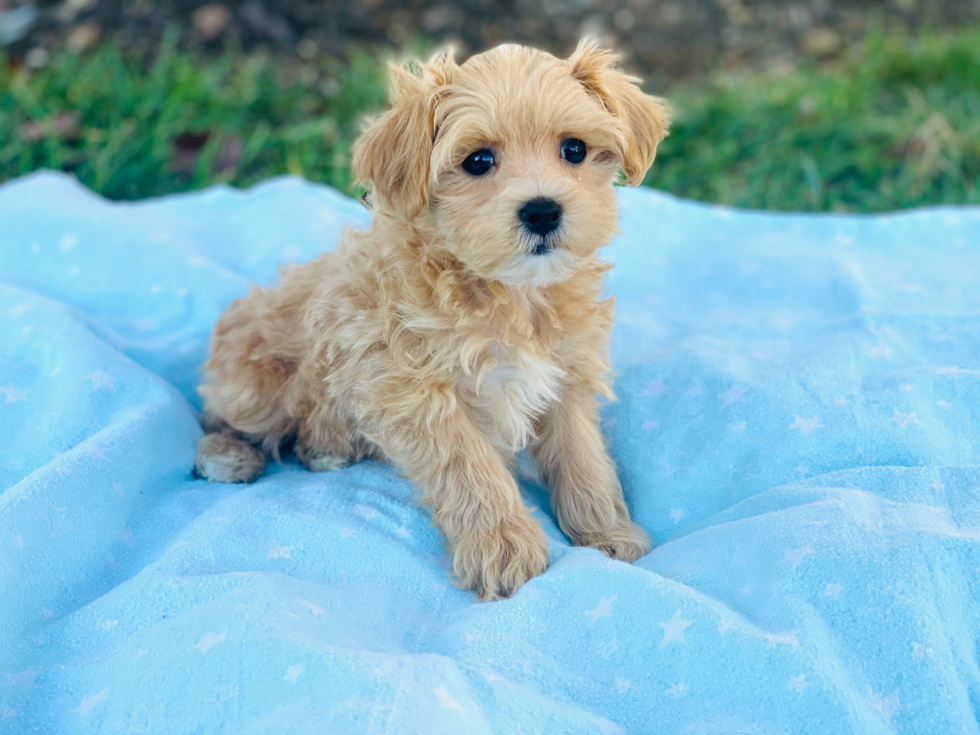 Smart Maltipoo Poodle Mix Pup