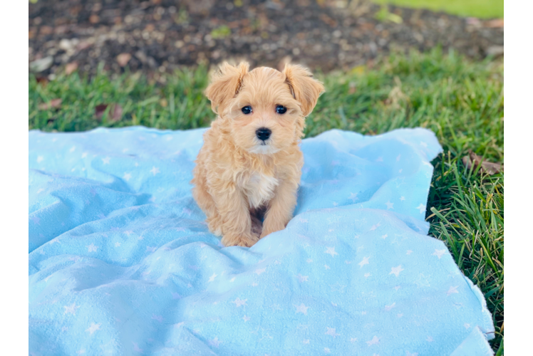 Best Maltipoo Baby