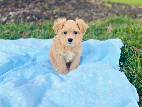 Best Maltipoo Baby