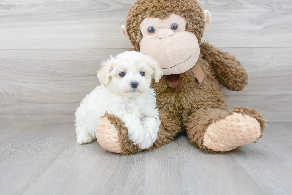 Small Maltipoo Baby