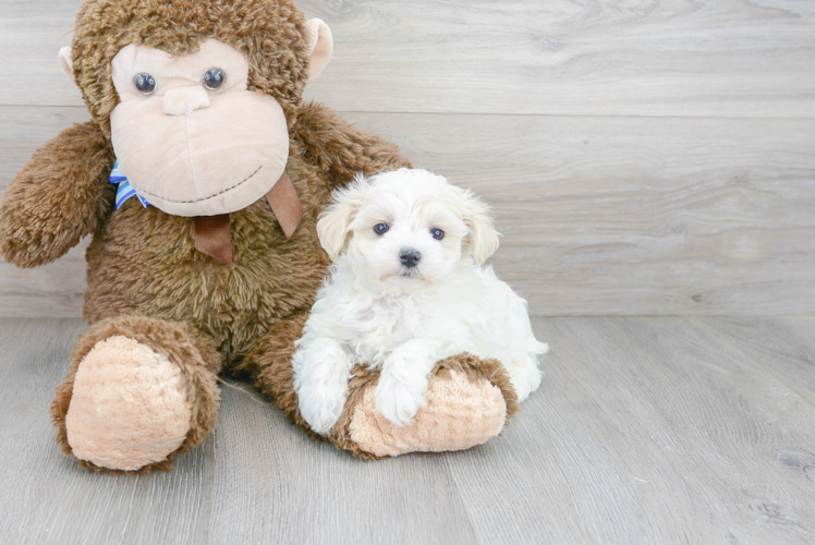 Hypoallergenic Maltepoo Poodle Mix Puppy