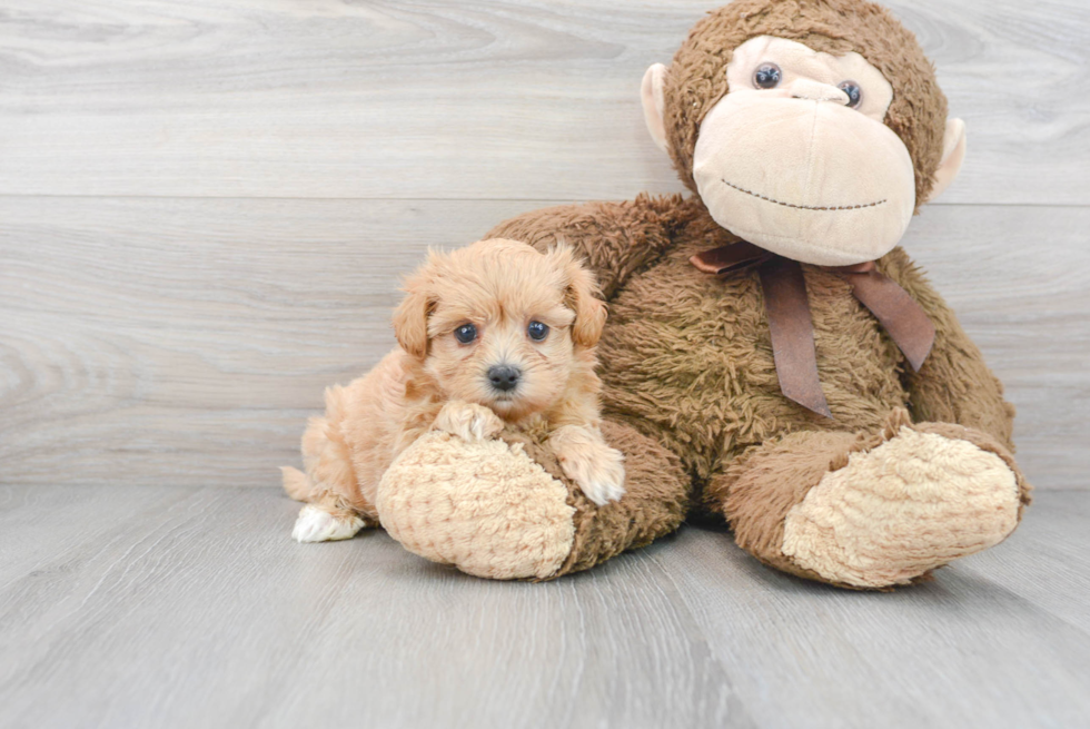 Petite Maltipoo Poodle Mix Pup