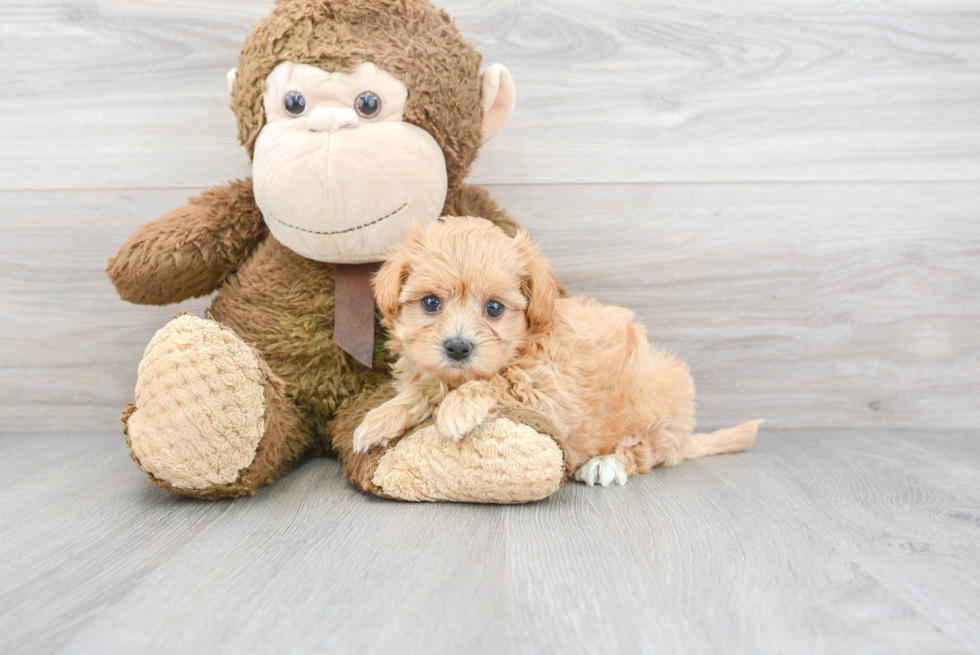 Maltipoo Pup Being Cute