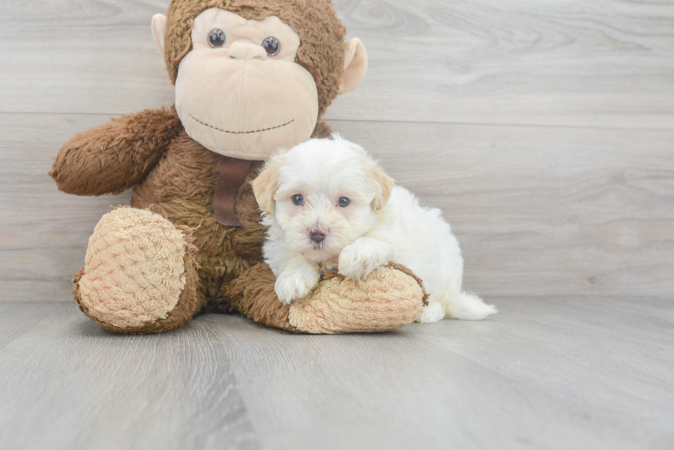 Maltipoo Puppy for Adoption